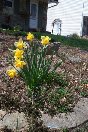 Daffodils